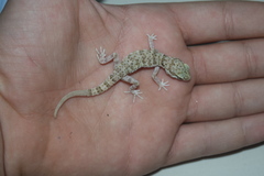 Bunopus tuberculatus