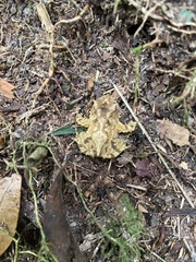 Proceratophrys schirchi