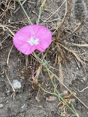 Convolvulus chilensis