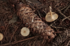 Strobilurus esculentus