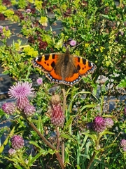 Aglais urticae