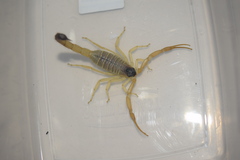 Hottentotta navidpouri