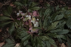 Helleborus niger