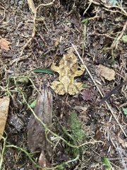 Proceratophrys schirchi