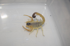 Hottentotta navidpouri