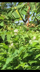 Papilio polytes romulus