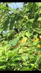 Papilio polytes romulus