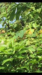 Papilio polytes romulus