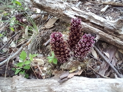 Kopsiopsis strobilacea