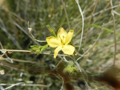 Menodora