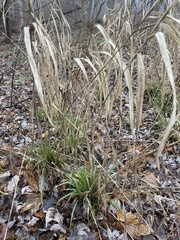 Elymus villosus