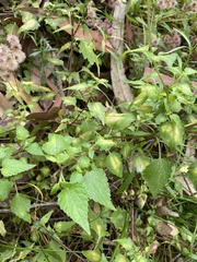 Ageratina glechonophylla