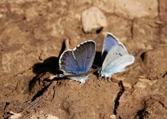 Pseudophilotes bavius macedonica
