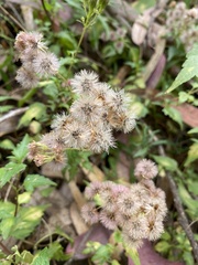 Ageratina glechonophylla