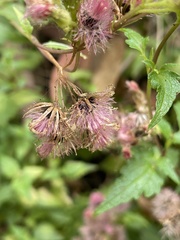 Ageratina glechonophylla