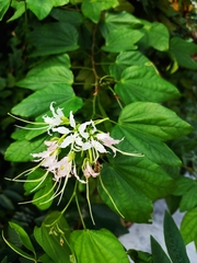 Bauhinia forficata