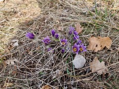 Pulsatilla grandis