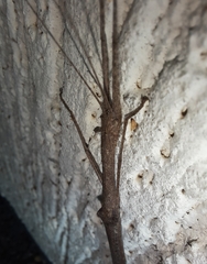 Trachythorax