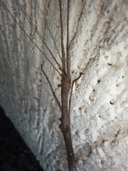 Trachythorax