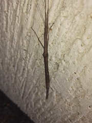 Trachythorax