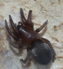 Scotophaeus scutulatus