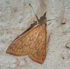 Pyraustini