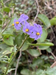 Solanum pinnatum