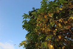 Cochlospermum orinocense