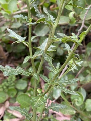 Solanum pinnatum