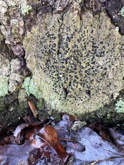 Bacidia schweinitzii