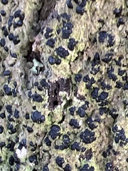 Bacidia schweinitzii