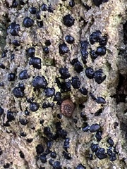 Bacidia schweinitzii