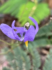 Conanthera bifolia