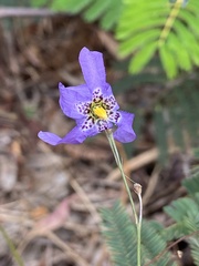 Conanthera bifolia