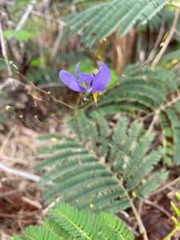 Conanthera bifolia