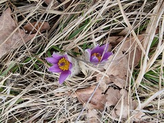 Pulsatilla grandis