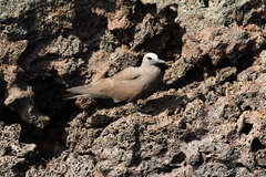 Anous stolidus galapagensis