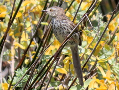 Prinia maculosa maculosa
