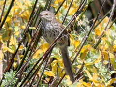 Prinia maculosa maculosa