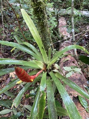 Vriesea rhodostachys