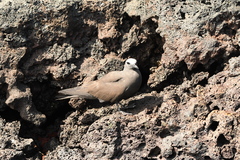 Anous stolidus galapagensis