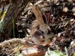 Prinia maculosa maculosa
