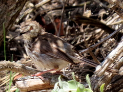 Prinia maculosa maculosa