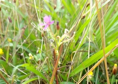 Drosera indica