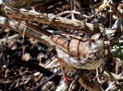 Prinia maculosa maculosa