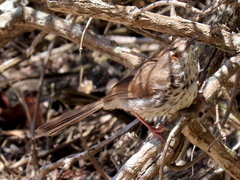 Prinia maculosa maculosa