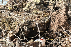 Phaethon aethereus mesonauta