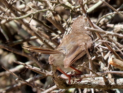 Prinia maculosa maculosa
