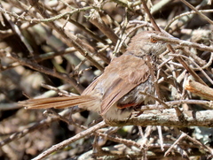 Prinia maculosa maculosa