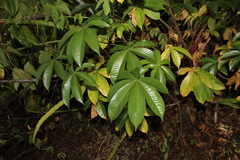 Cochlospermum orinocense